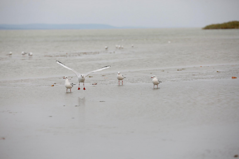 Kibillent a Balaton a viharos szélben